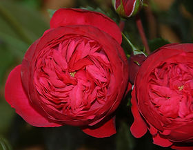 Piano Garden Rose (12 Stems)