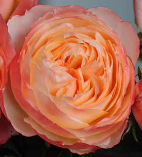 Princess Aiko Garden Rose (12 Stems)