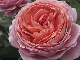 Romantic Antike Garden Rose (12 Stems)