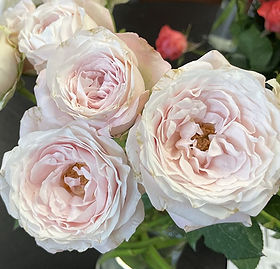 Pink O'Hara Garden Rose (12 Stems)