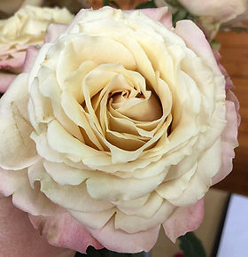 Sahara Sensation Garden Rose (12 Stems)