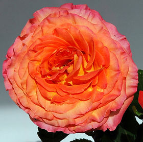 Sunset Garden Rose (12 Stems)