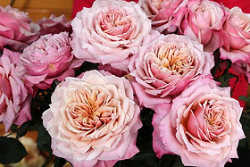 Miyabi Garden Rose (12 Stems)