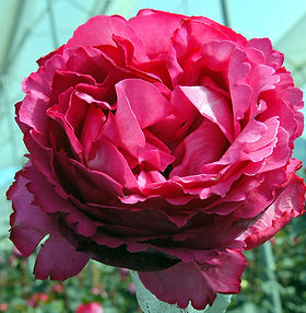 Yves Piaget Garden Rose (12 Stems)