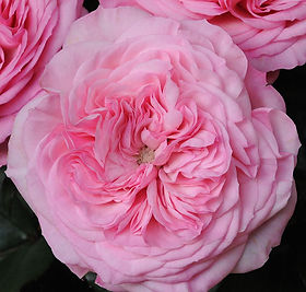 Mariatheresia Garden Rose (12 Stems)