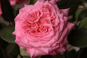 Ashley Garden Rose (12 Stems)