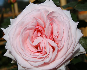 Wedding Rosever Spr Garden Rose (12 Stems)