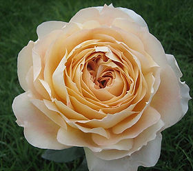 Caramel Antike Garden Rose (12 Stems)