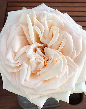 Princess Maya Garden Rose (12 Stems)