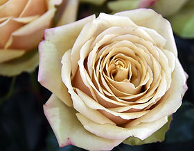 Golden Mustard Garden Rose (12 Stems)