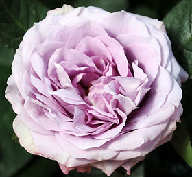 Lavender Bouquet Garden Rose (12 Stems)