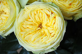 Fatima Gardens Garden Rose (12 Stems)