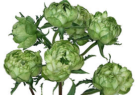Princess Midori Spr Garden Rose (12 Stems)