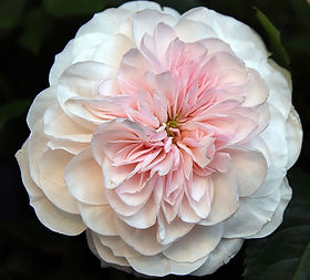 Princess Fairy Kiss Pink Spr Garden Rose (12 Stems)