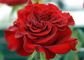 Wanted Garden Rose (12 Stems)