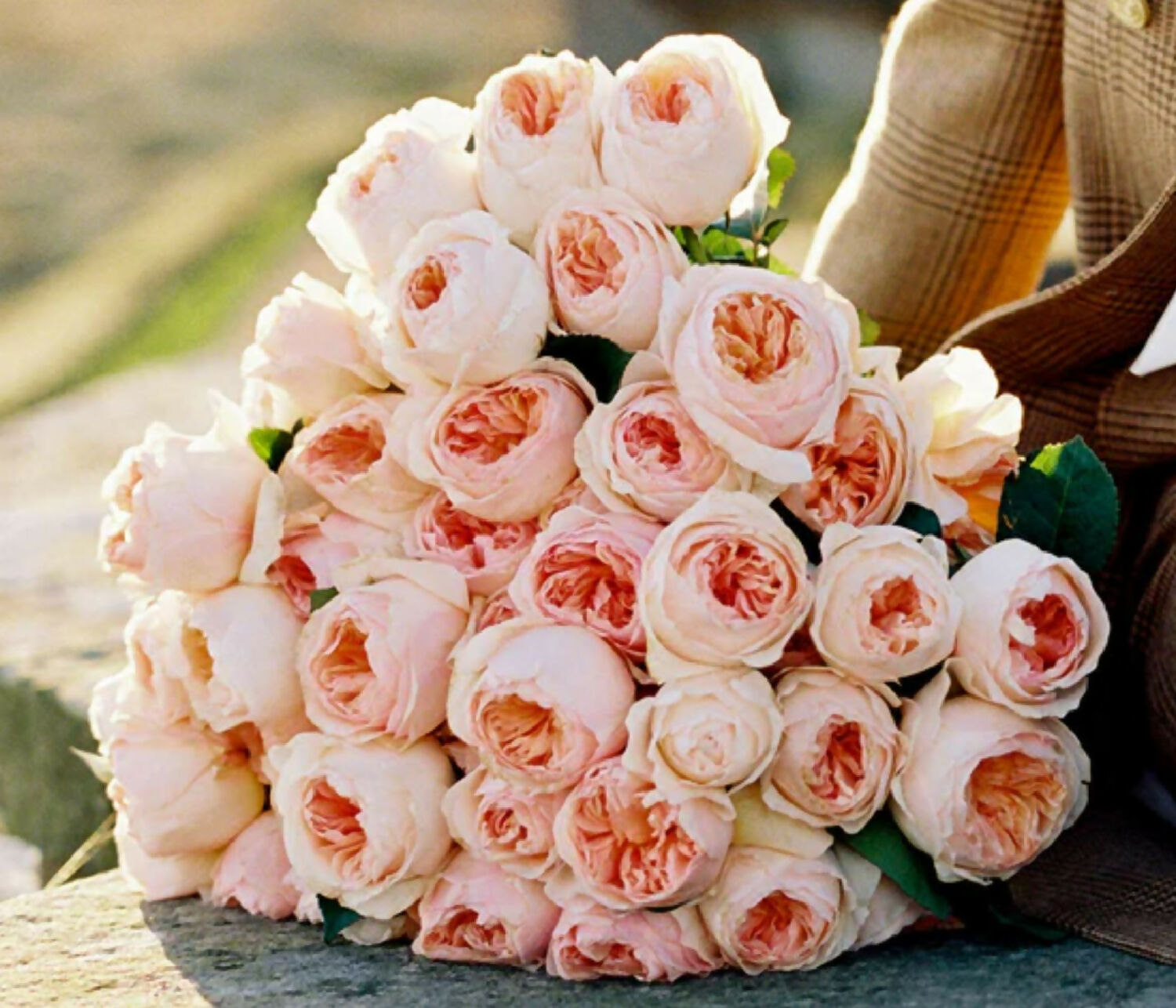 juliet ausjameson bridal bouquet david austin rose flower phytu