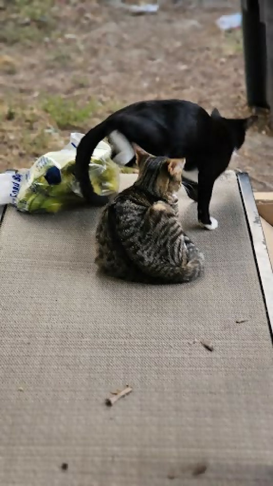 stray cat black and stripe kittens 1 phytu limitless love animal rescue 3