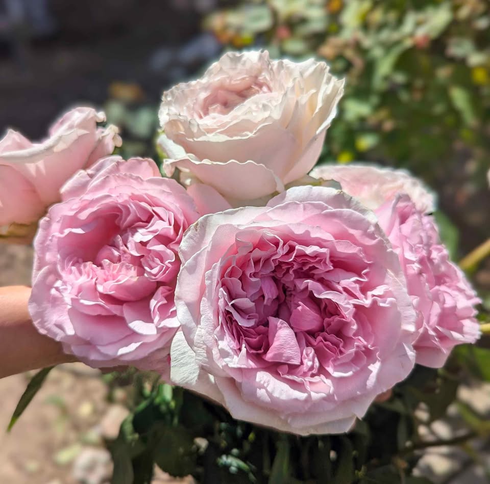 Ausimmon English wedding garden rose plant large flower bush deciduous shrub