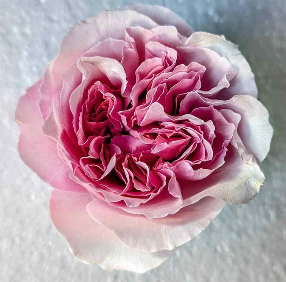 Ausimmon English wedding garden rose plant large flower bush deciduous shrub