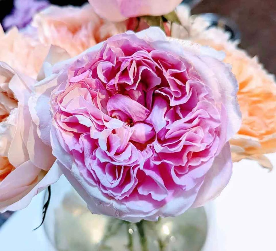 Ausimmon English wedding garden rose plant large flower bush deciduous shrub