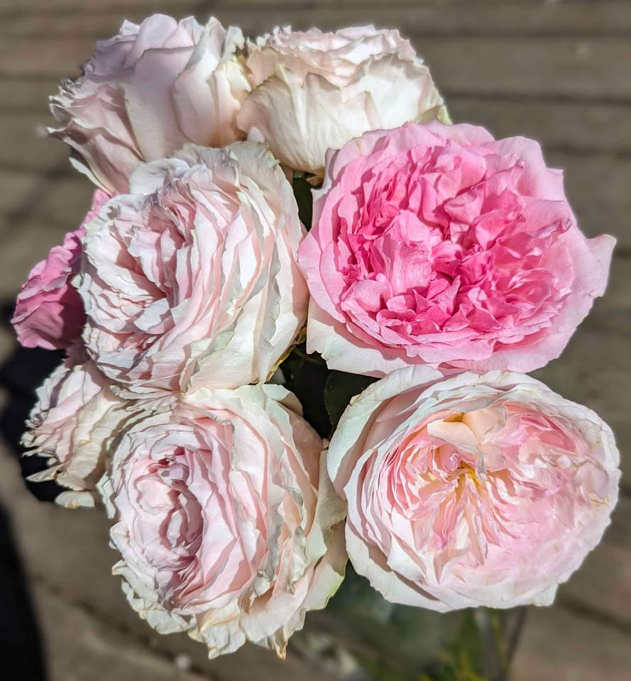 Ausimmon English wedding garden rose plant large flower bush deciduous shrub