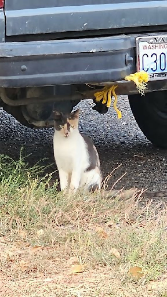 stray cat calico phytu limitless love animal rescue