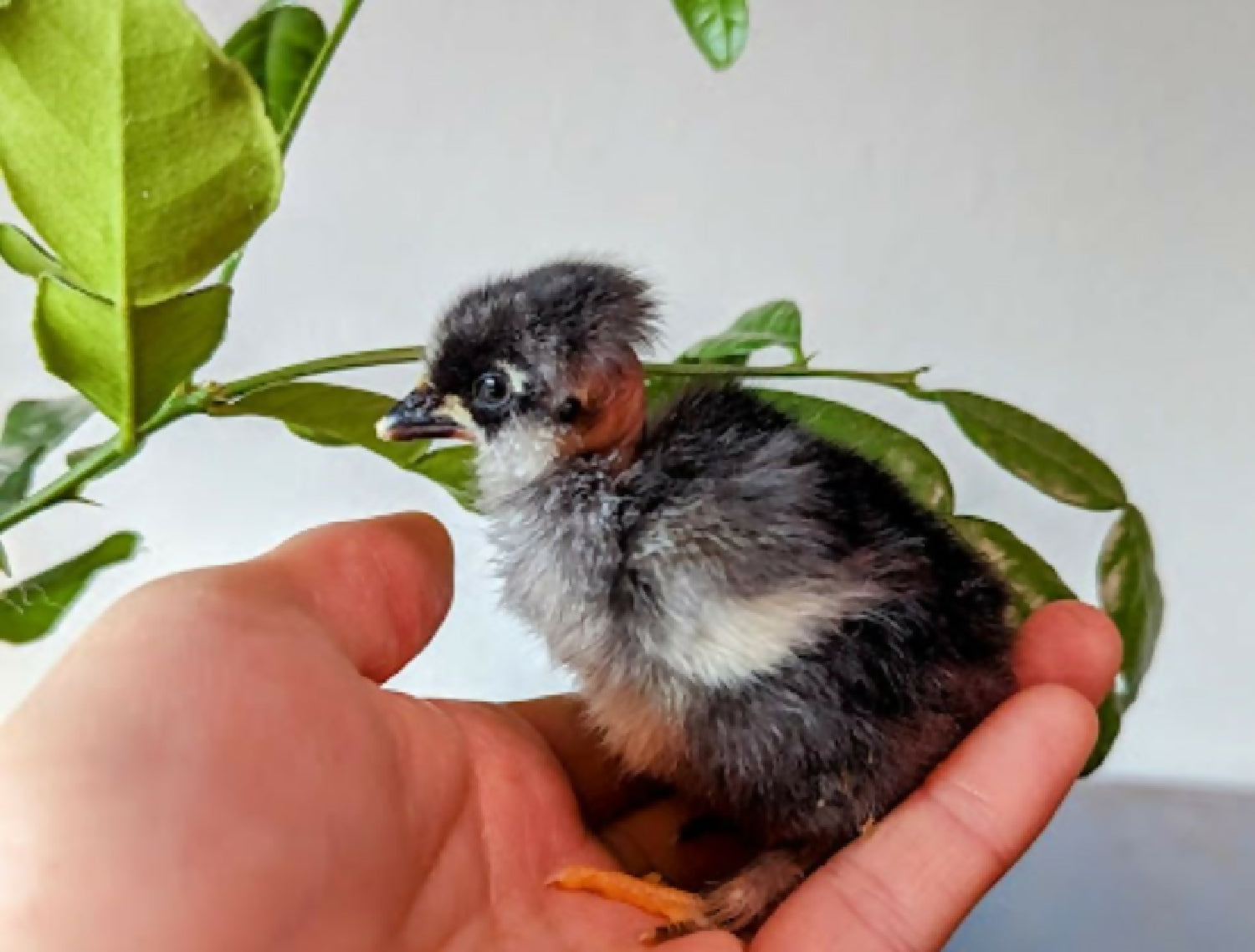 animal poultry wz cuties phytu plant chick turken showgirl chicken vulture