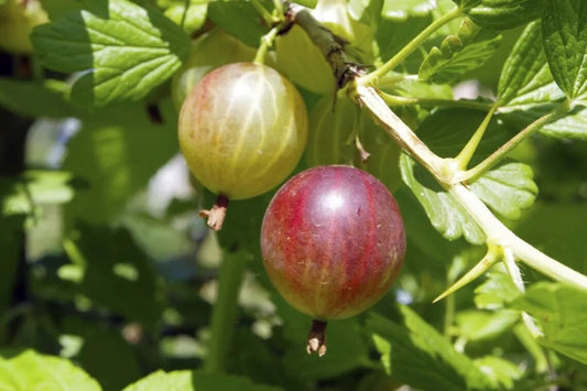Captivator Gooseberry