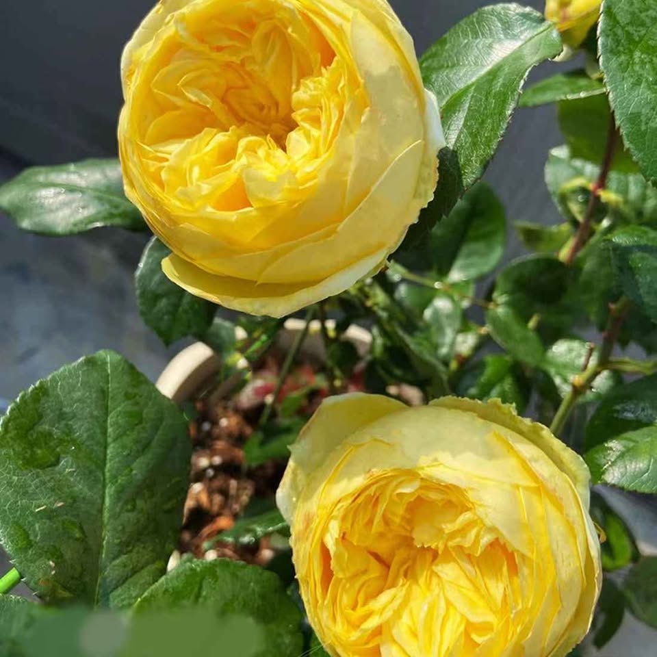 Catalina lookalike wedding garden rose plant large flower bush deciduous shrub