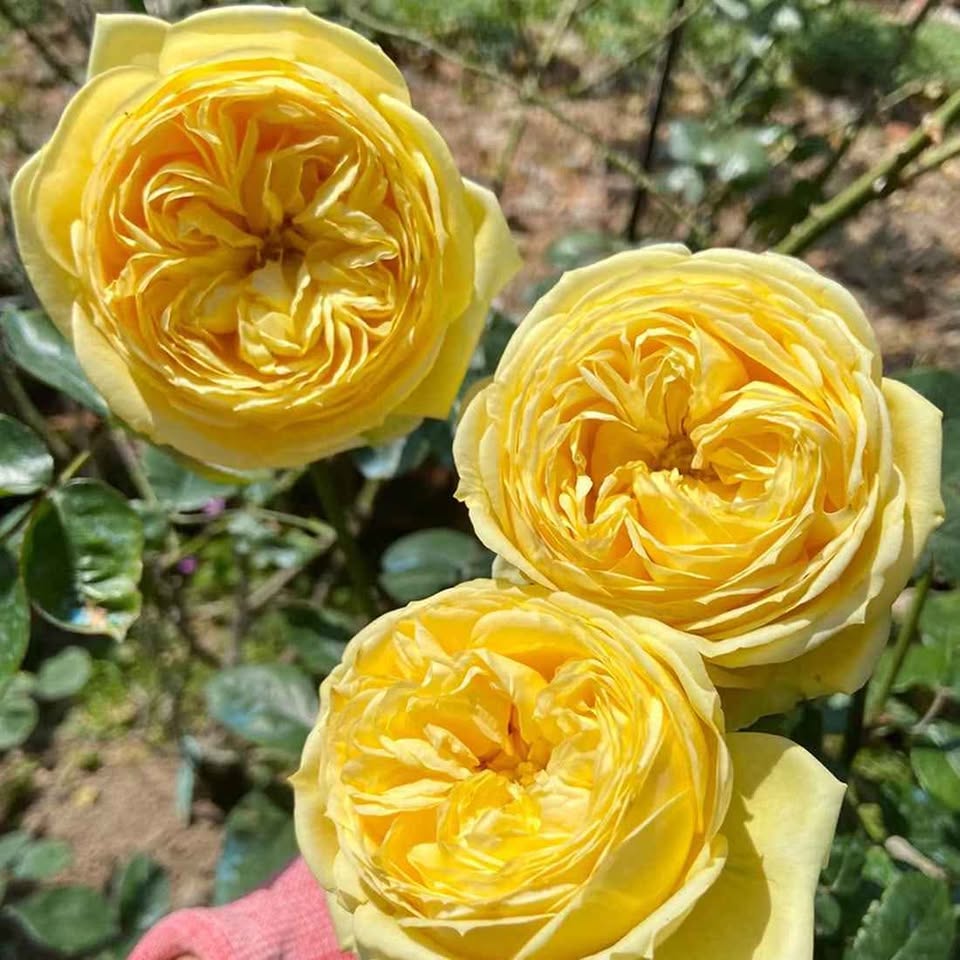 Catalina lookalike wedding garden rose plant large flower bush deciduous shrub