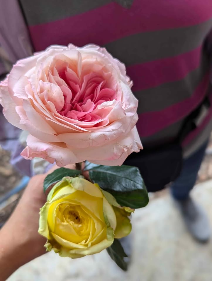 Catalina lookalike wedding garden rose plant large flower bush deciduous shrub