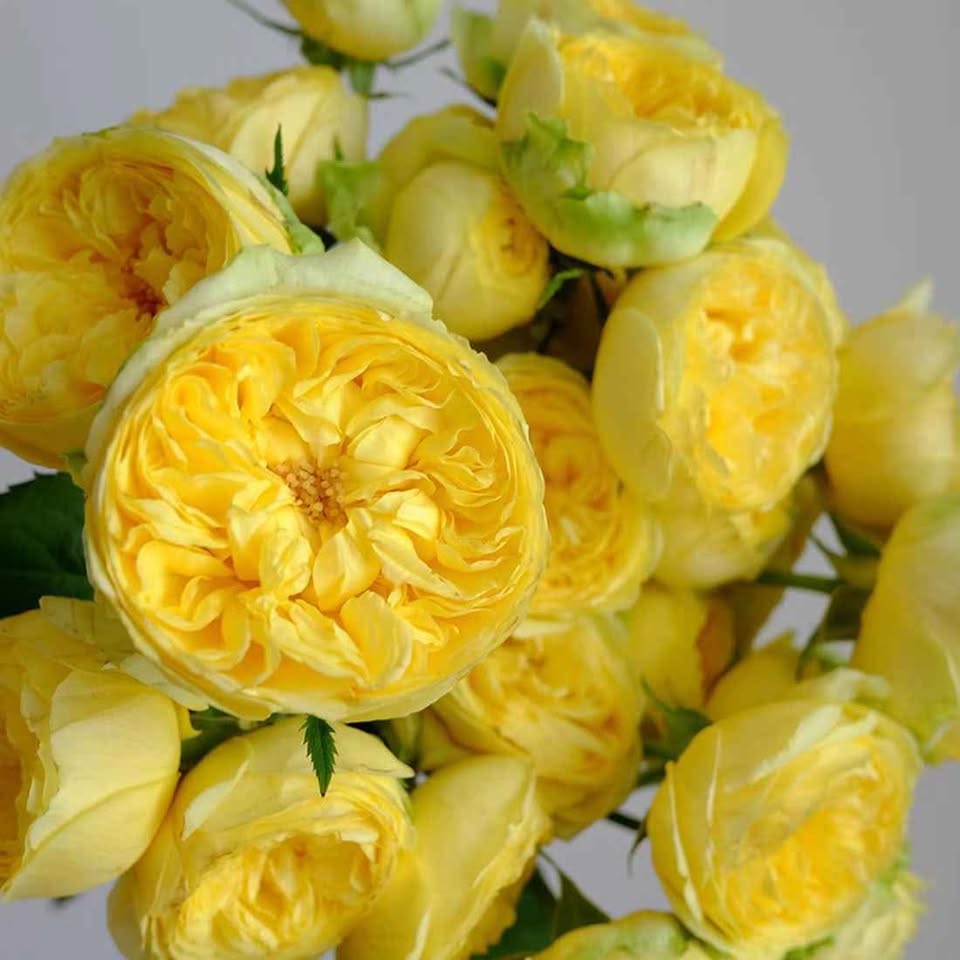 Catalina lookalike wedding garden rose plant large flower bush deciduous shrub