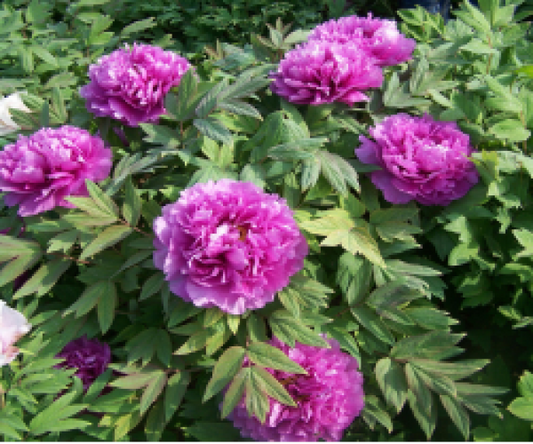 Ceng Zhong Xiao Tree Peony