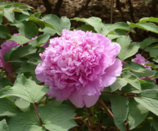 Cai Hui Tree Peony