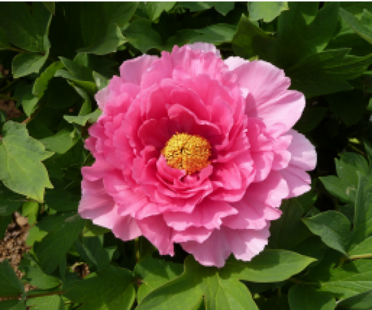 Cao Zhou Hong Tree Peony