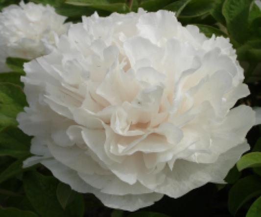 Bai Xue Ta Tree Peony