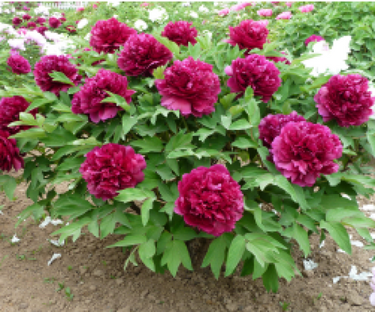 Bai Yuan Hong Xia Tree Peony