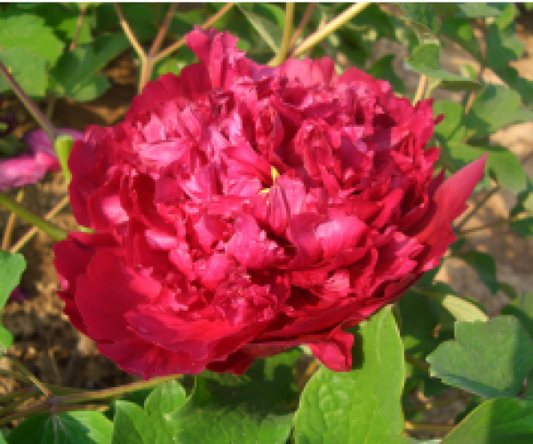 Cang Zhi Hong Tree Peony