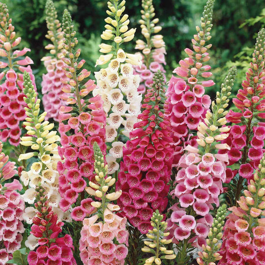 Foxglove plant toxic invasive bush