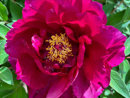 "Old town gathering" large flower tree peony