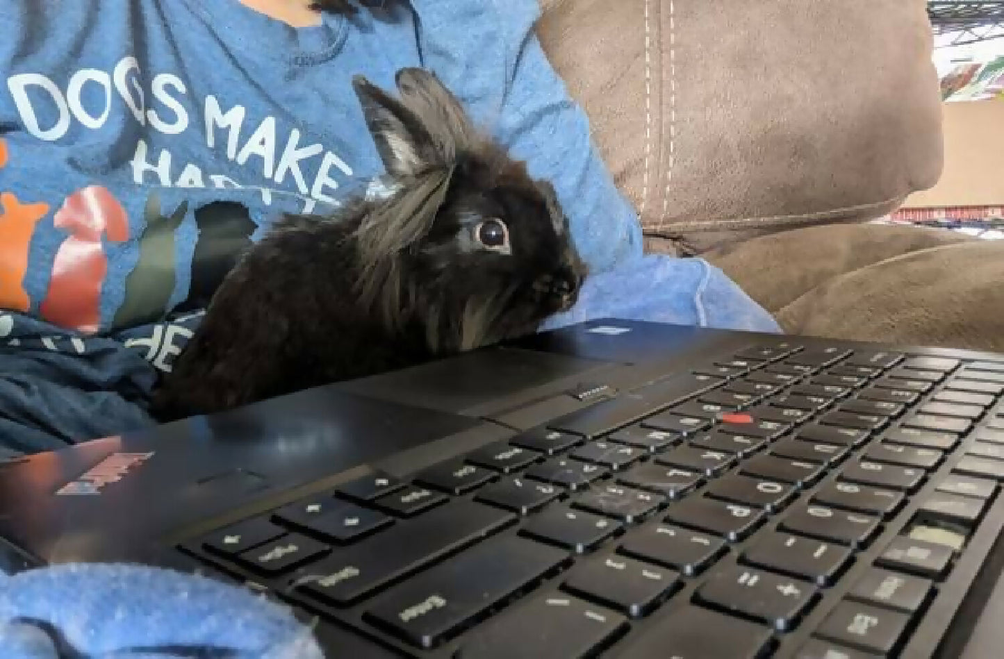 small pet bunny adoodoorable adorable phytu marketplace carnation farm 4