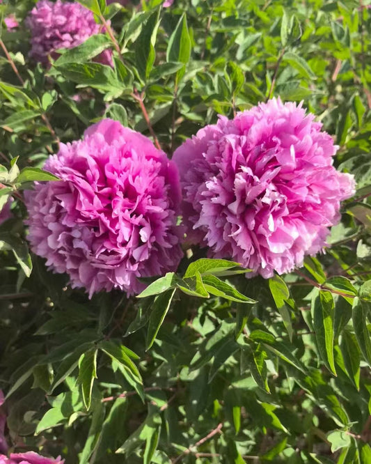 "Mount Helan in the snow" large flower tree peony