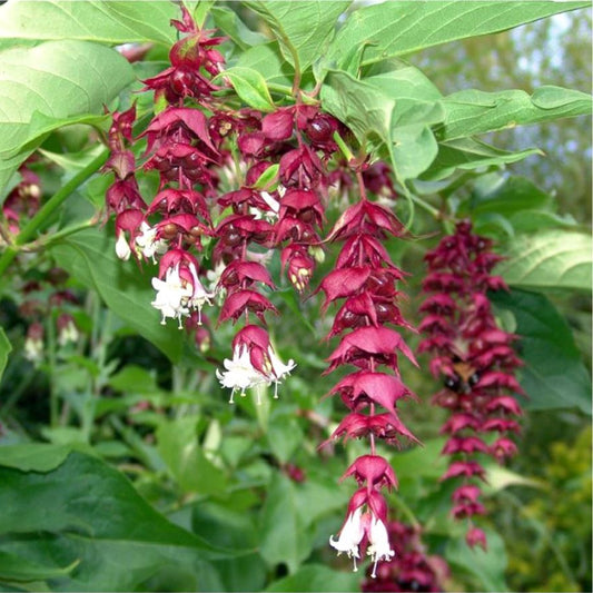 Free Himalayan honeysuckle seeds and cuttings