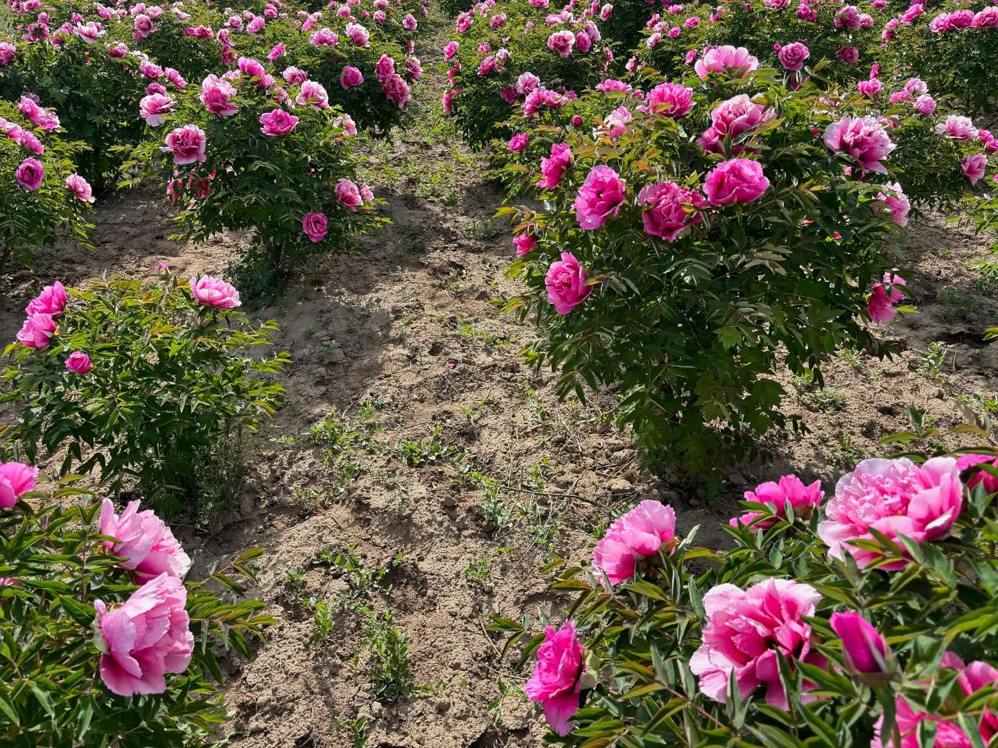 "Pretty lady" large flower tree peony