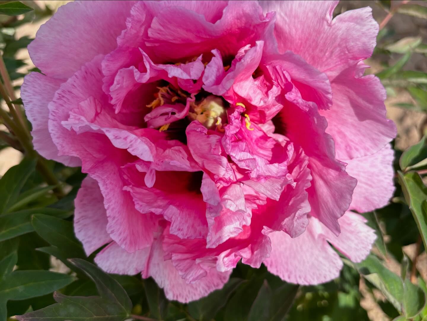 "Pretty lady" large flower tree peony