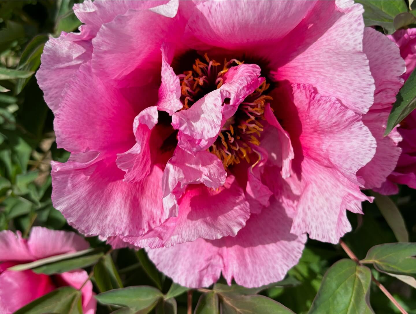 "Pretty lady" large flower tree peony