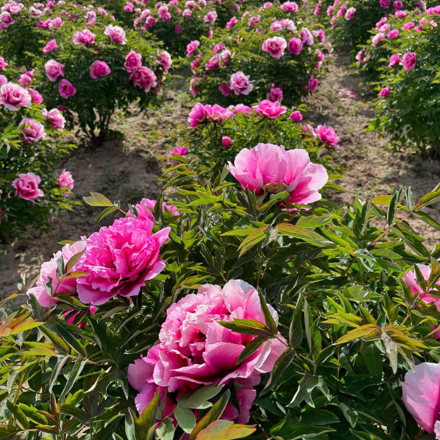 "Pretty lady" large flower tree peony