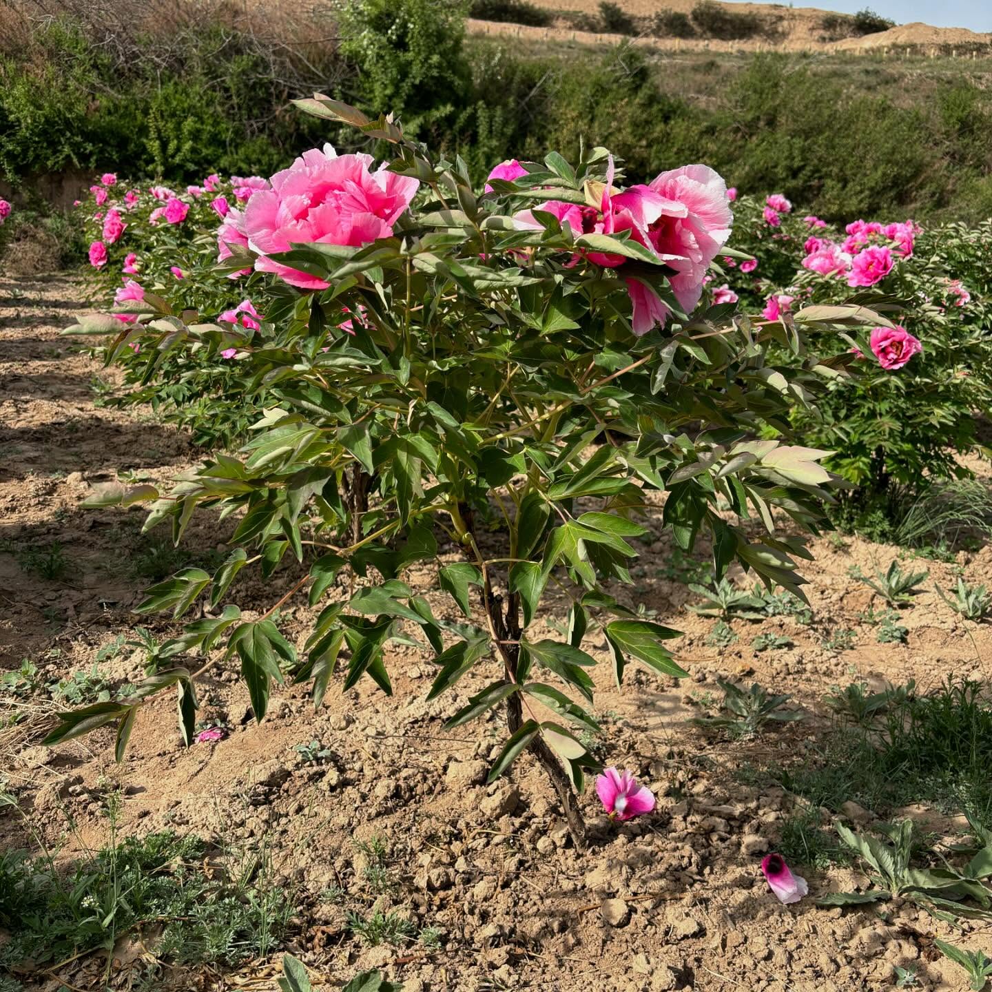 "Pretty lady" large flower tree peony