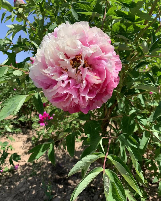 "Dressed in red & white" large flower tree peony