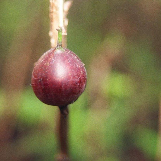 Jahns Prairie Gooseberry